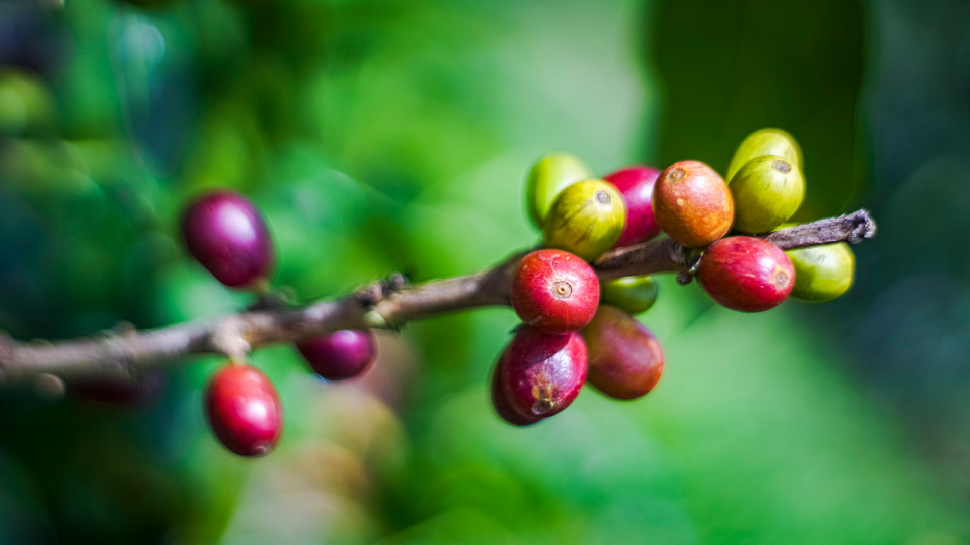 coffee beans are growing on a tree branch